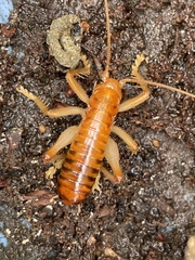 Nippancistroger testaceus