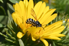 Dianthidium subparvum