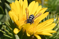 Dianthidium subparvum