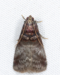 Acrobasis stigmella