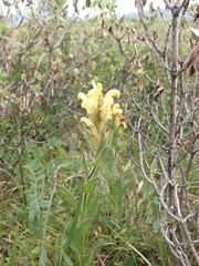 Pedicularis tristis