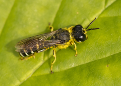 Ectemnius ruficornis