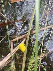 Utricularia intermedia