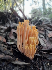 Ramaria anziana