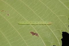 Hypena abalienalis