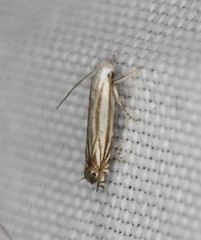 Polyhymno luteostrigella