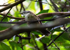 Pheugopedius genibarbis