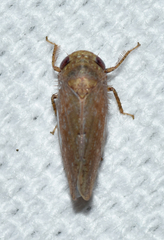 Paraphlepsius continuus