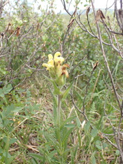Pedicularis tristis