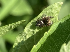 Phidippus putnami