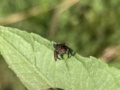 Phidippus putnami