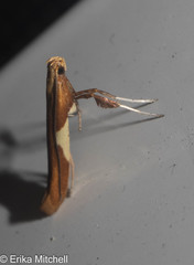Caloptilia packardella
