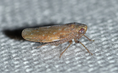 Paraphlepsius continuus