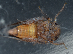 Paraphlepsius continuus