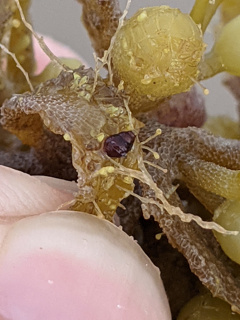 Brown Sargassum Snail