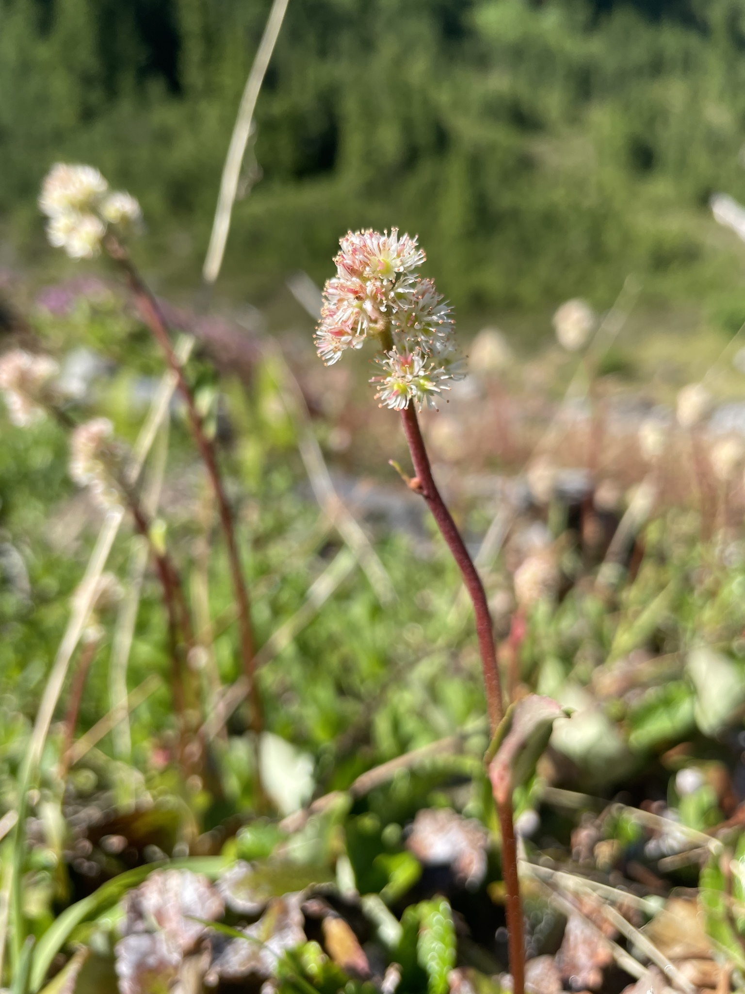 Leptarrhena pyrolifolia