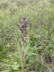 Saussurea baicalensis