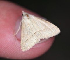 Hemeroplanis immaculalis