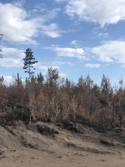 Pinus sylvestris