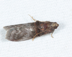 Acrobasis stigmella