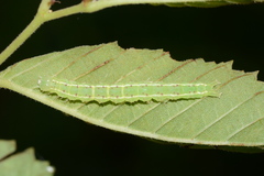 Hypena abalienalis