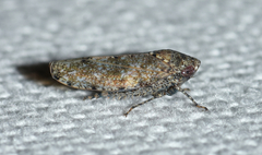Paraphlepsius tennessus