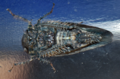 Paraphlepsius tennessus