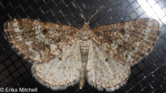 Eufidonia discospilata