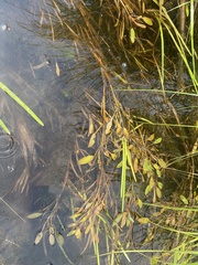 Potamogeton epihydrus