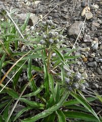 Saussurea denticulata