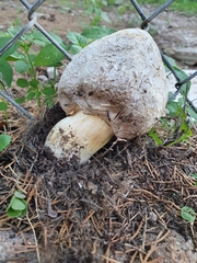 Chlorophyllum agaricoides