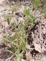 Dasyochloa pulchella