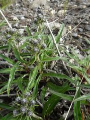 Saussurea denticulata