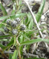 Saussurea denticulata