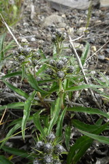 Saussurea denticulata