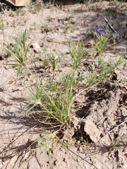 Dasyochloa pulchella