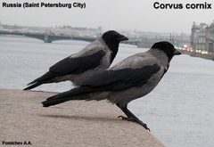 Corvus cornix