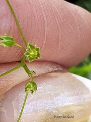 Stellaria umbellata