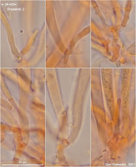 Hymenoscyphus albidus