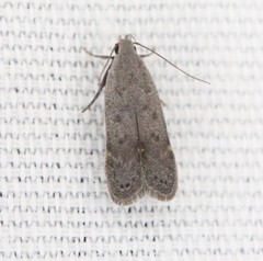 Anacampsis comparanda