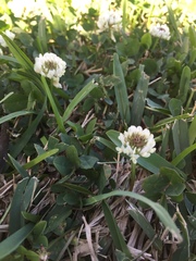 Trifolium repens