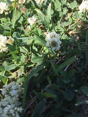 Trifolium repens