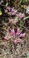 Allium dichlamydeum