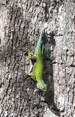 Sceloporus hondurensis