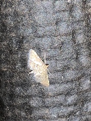 Steniini