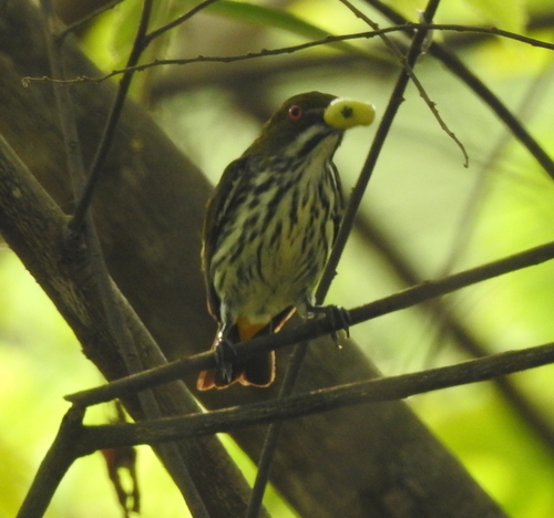 Yellow-vented Flowerpecker (Pachyglossa chrysorrhea), photo 2