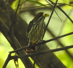 Dicaeum chrysorrheum