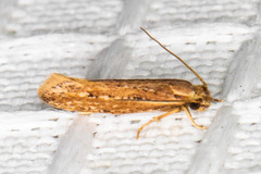 Ypsolopha sp-sw
