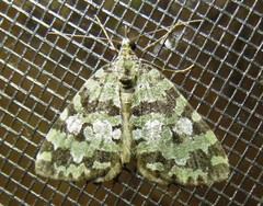 Hydriomena speciosata