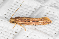Ypsolopha sp-sw